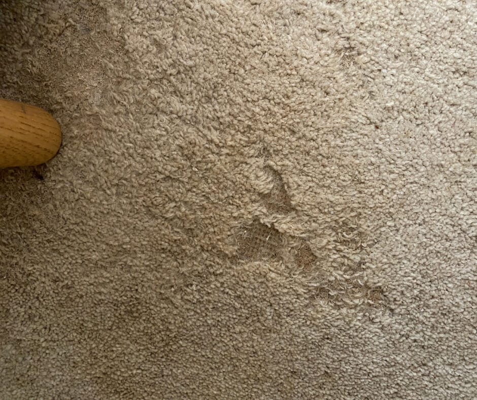 Carpet Cleaning Cost – Cambridge Case study