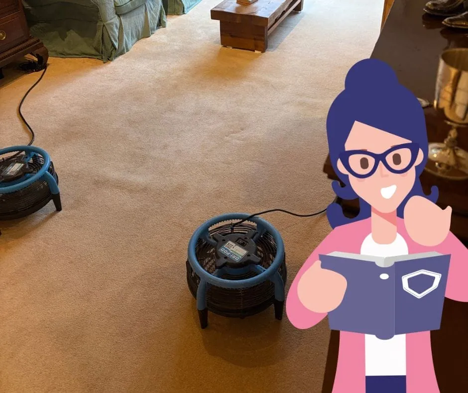 Can You Bleach Carpet Without Ruining It? What You Need to Know
