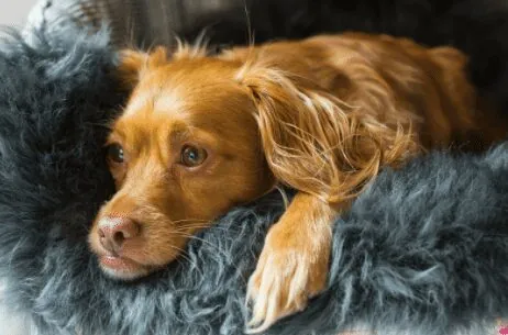 How to Clean a Sheepskin Rug the Right Way