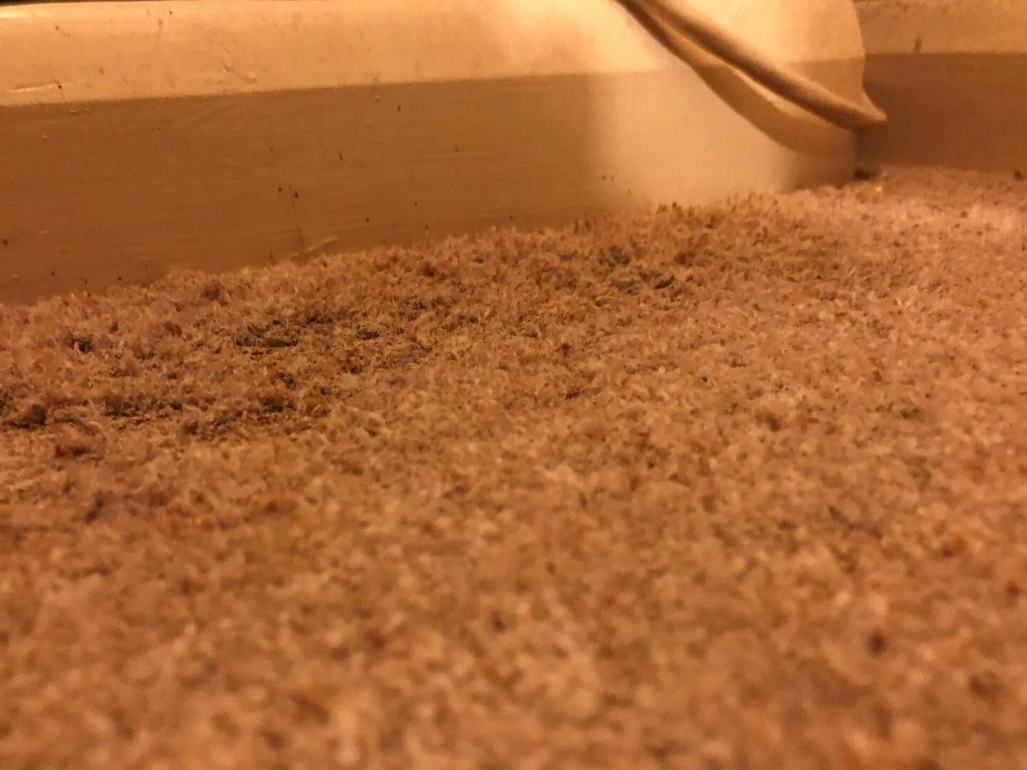 Carpet Moth infestation