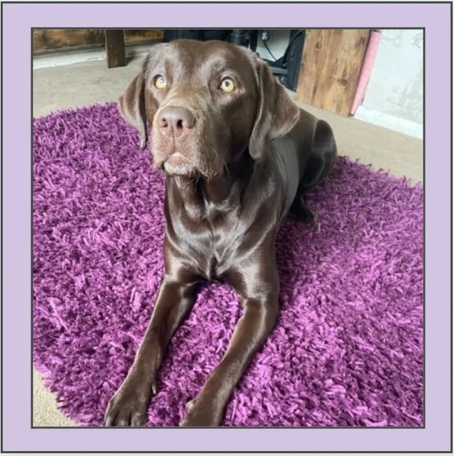How to Get Dog Odor Out of Carpet Without Harsh Chemicals