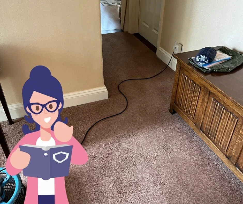 How do you remove mould from your carpet?