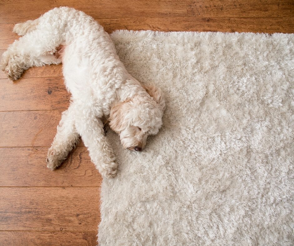 How to Clean and Care for a Shaggy Rug?