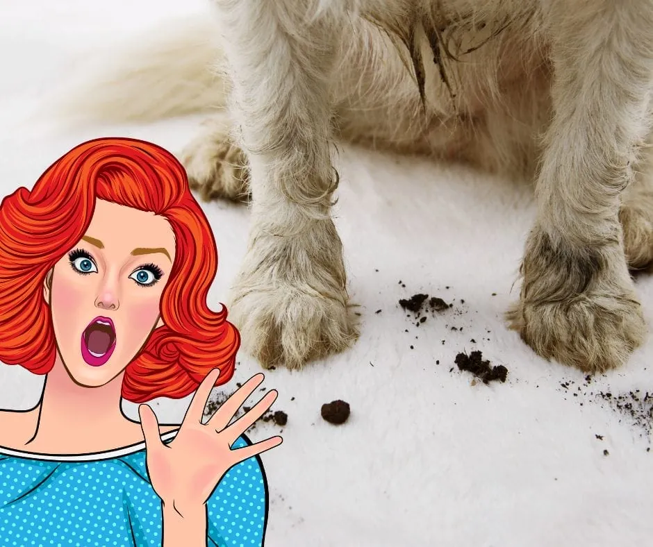 How to get mud out of your carpet quickly and effectively