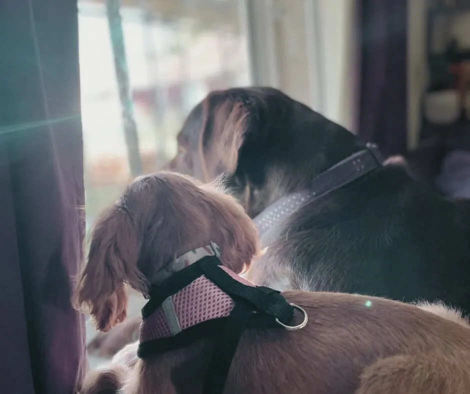 Pet Odours: Tackling Puppy Accidents