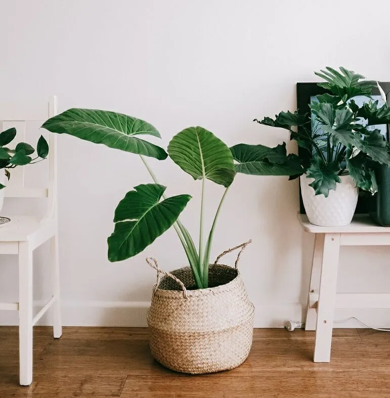 Protecting your wood floor from water staining from your pot plants
