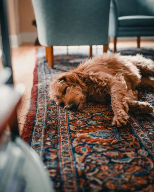Top 10 Tips on Caring for your Rug