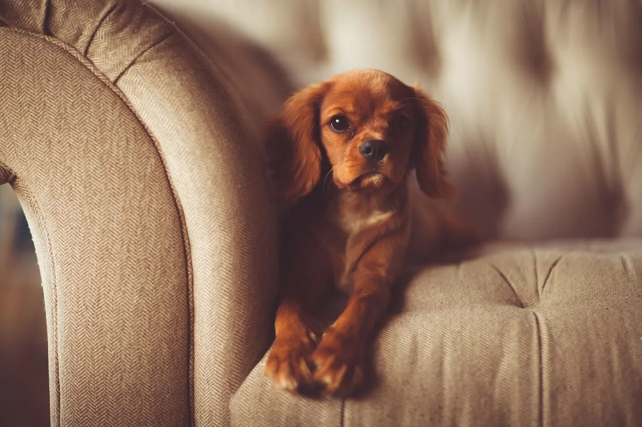 Why keeping your sofa clean is important