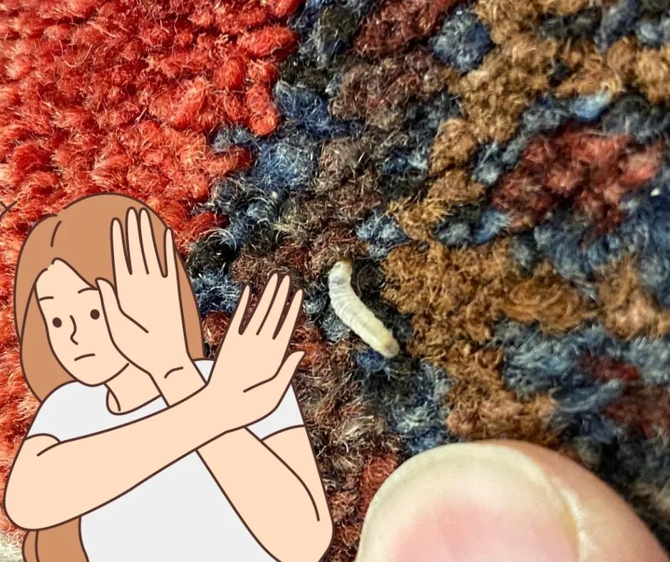 How to Get Rid of Carpet Moths