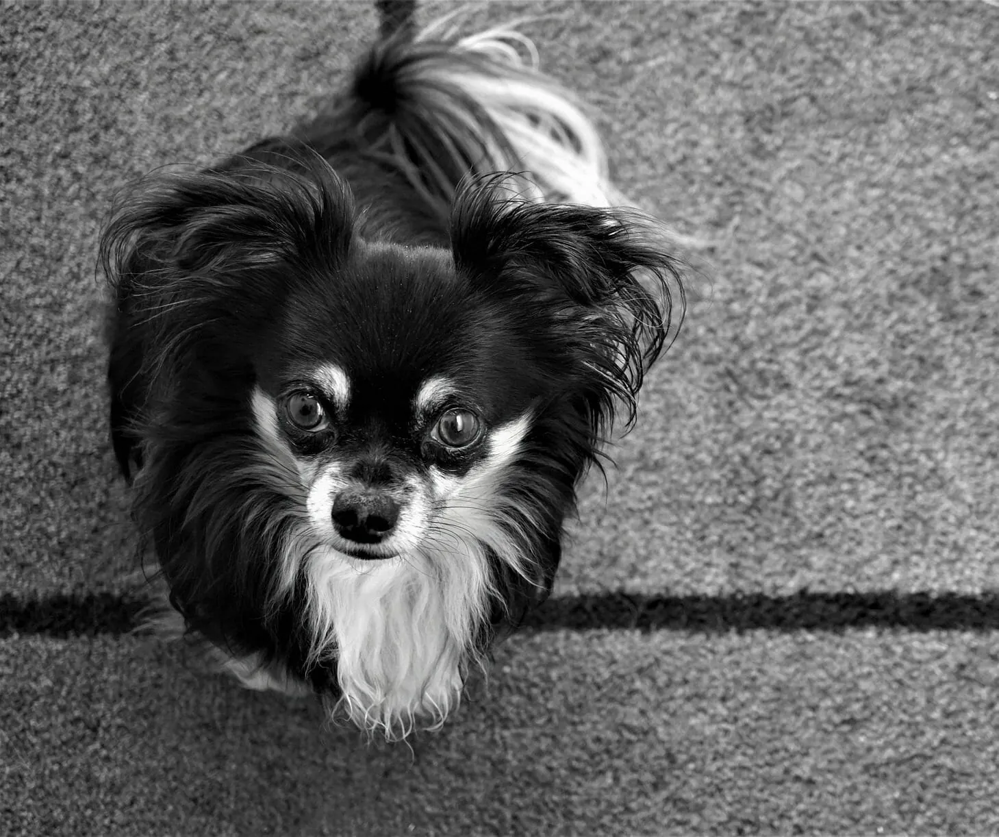 Removing Pet Urine on your Carpet & Upholstery