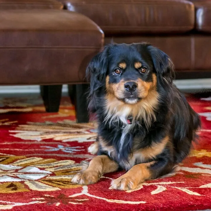 Can a Professional Carpet Clean get rid of Fleas?