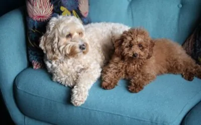 How to keep your house smelling and looking nice when you have a Dog?