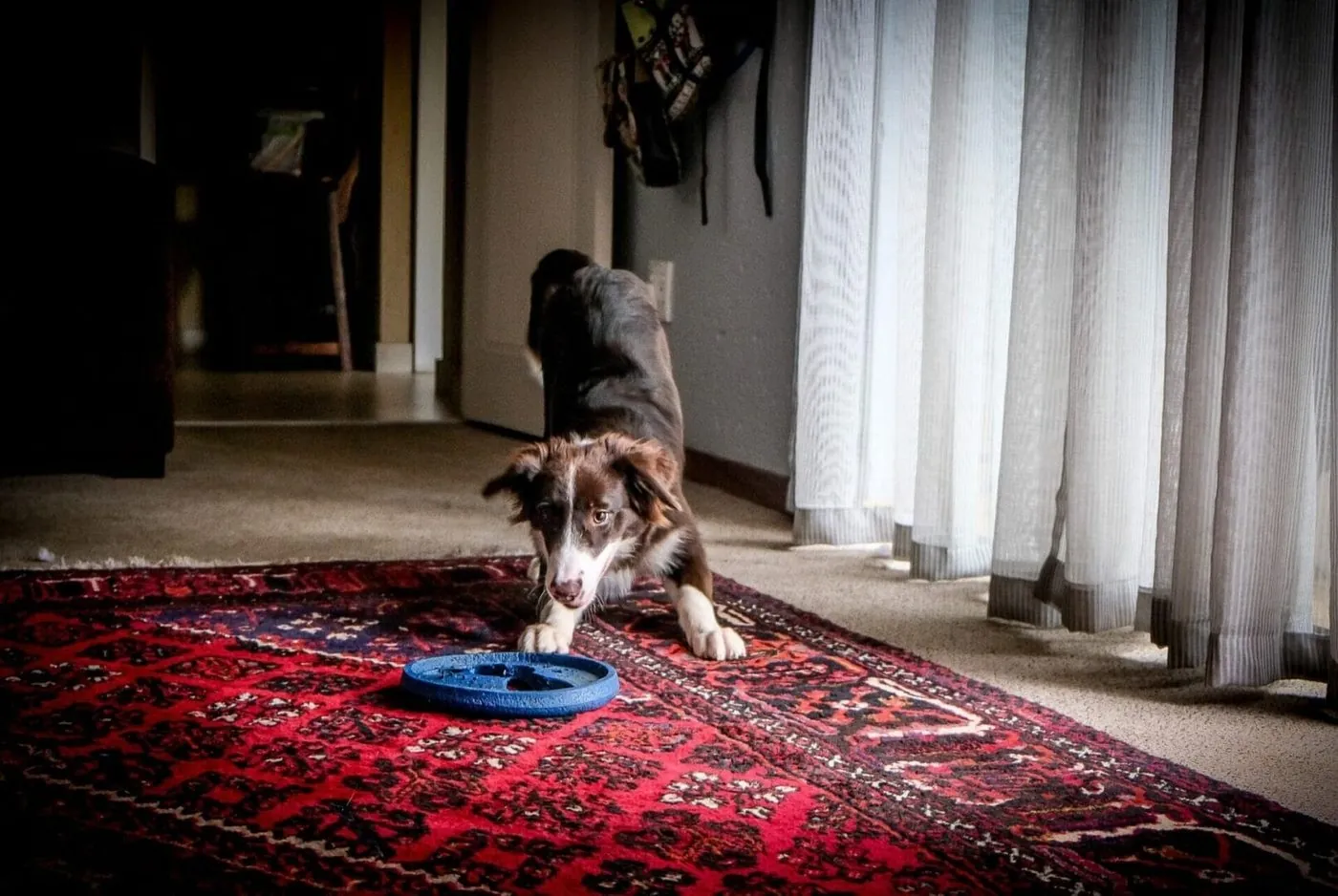 How to Care and Store your Rugs.