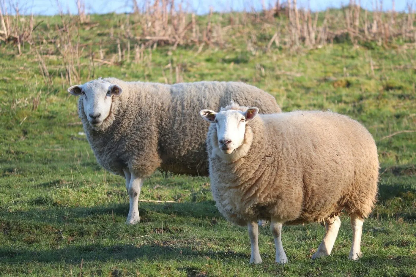 Why choose a Wool Carpet?